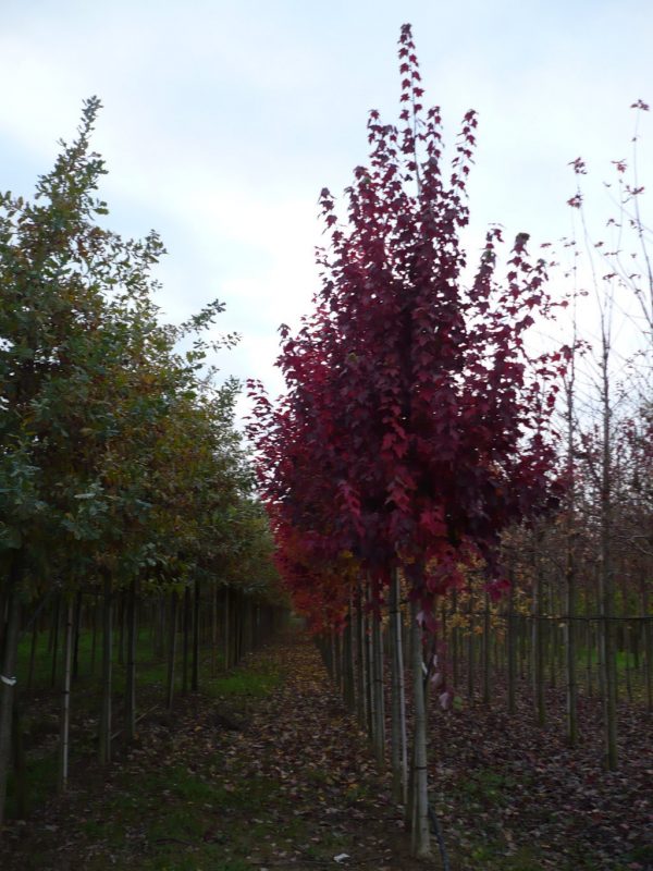 ACER RUBRUM FARVIEW FLAME
